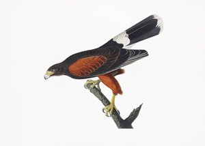  door John James Audubon