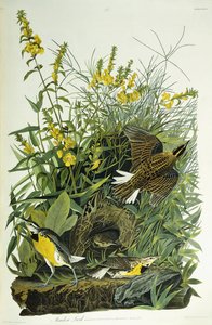 Weidelijster, 1832 door John James Audubon