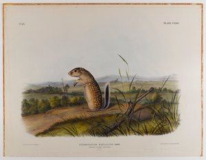 Mexicaanse marmot eekhoorn door John James Audubon