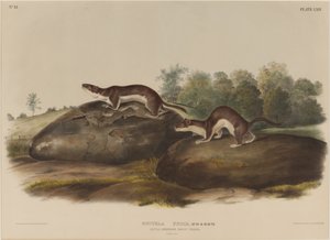 Mustella Fusca door John James Audubon