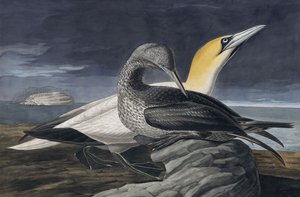 Noordse Jan-van-gent, Morus Bassanus, uit 
