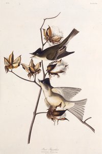 Pewit Vliegenvanger. Uit The Birds of America, 1827-1838 door John James Audubon