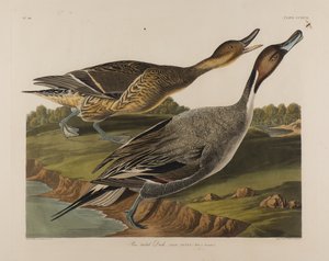 Pintail Eend, 1834