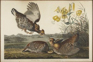  door John James Audubon
