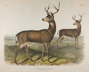 Cervus Richardsonii, Aud & Bach. Columbian Zwartstaart Hert, 1848 door John James Audubon