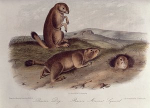 Prairiehond uit 