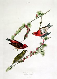 Paarse vink, uit 