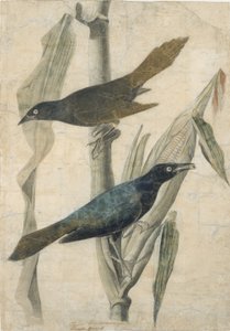 Paarse Grackle, begin-midden 19e eeuw