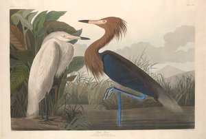 Purperreiger, 1835