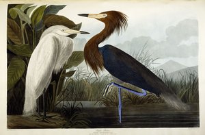 Purperreiger door John James Audubon