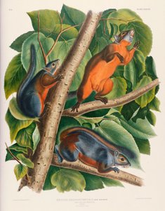 Roodbuikeekhoorn door John James Audubon