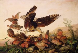 Roodschouderhavik die Bobwhite Patrijzen Aanvalt, 1827 door John James Audubon