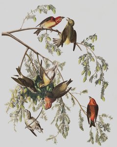 Rode Kruisbek, Loxia Curvirostra, uit "De Vogels van Amerika" door John J. Audubon, pub. 1827-38 door John James Audubon