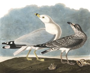 Ringbekmeeuw, Larus Delawarensis, uit 