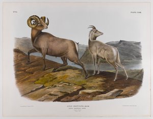 Rocky Mountain schaap, 1845