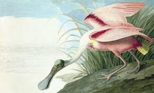 Rosse Lepelaar, Platalea Ajaja, uit "The Birds of America" door John J. Audubon, pub. 1827-38 door John James Audubon