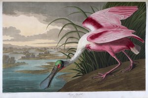 Rosse lepelaar. Mannelijk volwassen exemplaar door John James Audubon