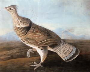 Ruffed Gans, ca. 1812