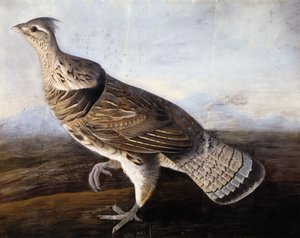 Ruffed Grouse