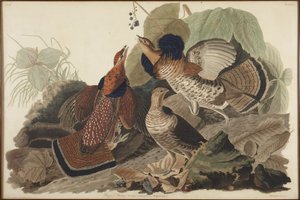 Kraaghoen door John James Audubon
