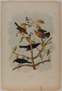 Roestige Grackle