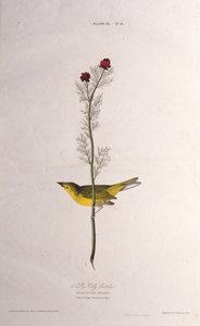 Selbys Vliegenvanger. Uit The Birds of America