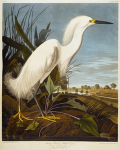 Sneeuwreiger of witte reiger door John James Audubon