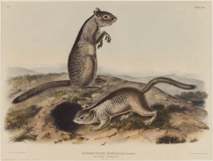 Spermophilus Douglassii (Twee Douglas-eekhoorns) door John James Audubon