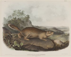 Spermophilus Parry (Parry
