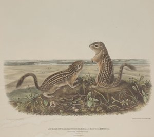 Spermophilus Tridecemlineatus (Twee luipaardeekhoorns) door John James Audubon