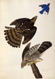 Stanley Hawks. Uit The Birds of America, 1827-1838 door John James Audubon