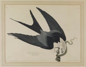  door John James Audubon