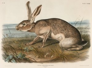 Texaanse haas (Lepus Texianus) door John James Audubon