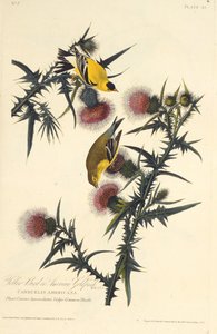 De Amerikaanse distelvink. Uit The Birds of America door John James Audubon