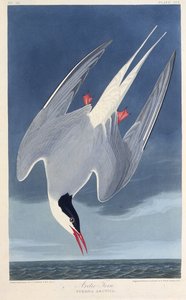 De Noordse stern. Uit The Birds of America, 1827-1838 door John James Audubon