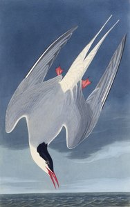 De Noordse stern. Uit The Birds of America door John James Audubon