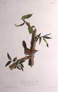 De Bewicks winterkoning. Uit The Birds of America door John James Audubon