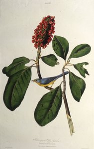 De Canada-zanger. Uit The Birds of America, 1827-1838 door John James Audubon