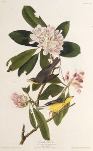 De Canadese zanger. Uit The Birds of America, 1827-1838 door John James Audubon