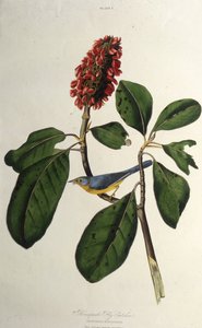 De Canada-zanger. Uit The Birds of America, 1827-1838 door John James Audubon
