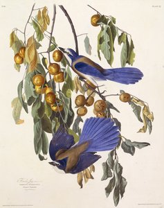 De Florida scrub jay. Uit The Birds of America, 1827-1838 door John James Audubon