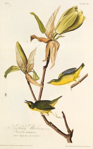 De Kentucky-zanger. Uit The Birds of America, 1827-1838