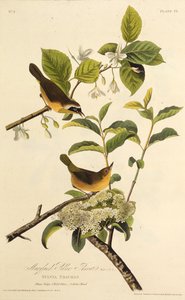 De Maryland Geelkeel. Uit The Birds of America, 1827-1838 door John James Audubon