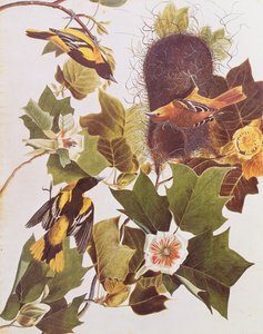 De Wielewaal, uit Birds of America door John James Audubon