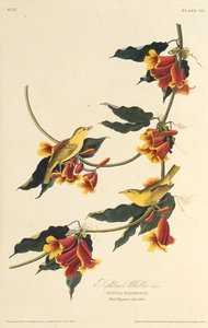 De Rathbone Warbler. Uit The Birds of America, 1827-1838 door John James Audubon
