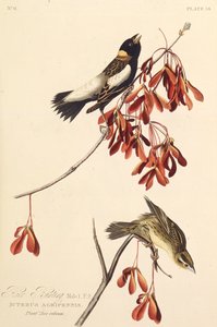 De Rijstvogel. Uit The Birds of America, 1827-1838 door John James Audubon
