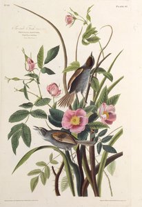 De Zeekantvink. Uit The Birds of America, 1827-1838 door John James Audubon