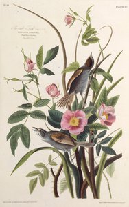De zeekantvink. Uit The Birds of America door John James Audubon