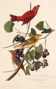 De Zomerroodvogel. Uit The Birds of America
