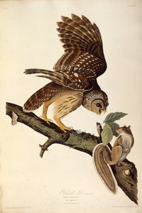 De gestreepte uil. Uit The Birds of America, 1827-1838